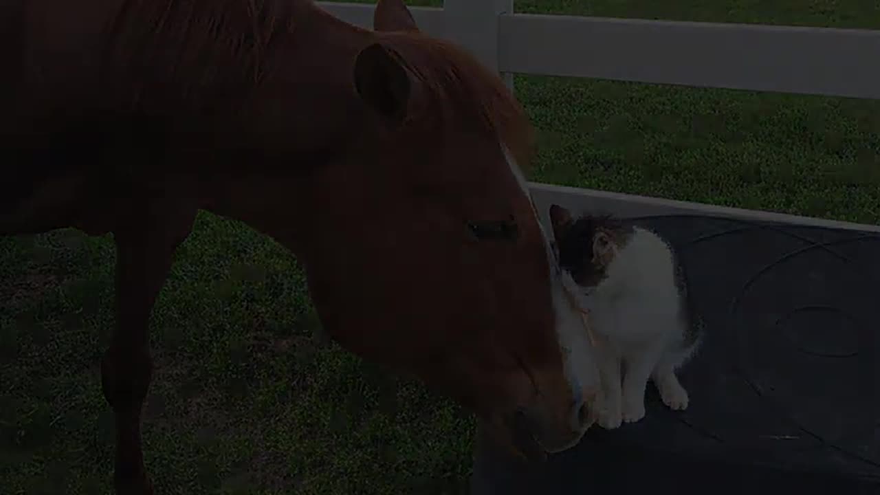 Funny Cats and Horses Talking to Each Other!