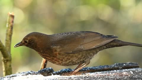 eurasian-nuthatch-bird-arboreal