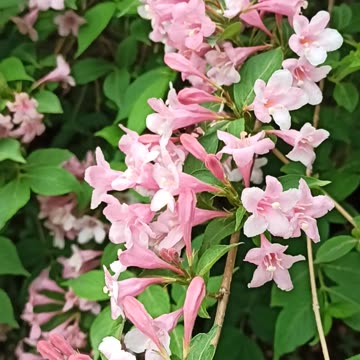 Blooming Weigela