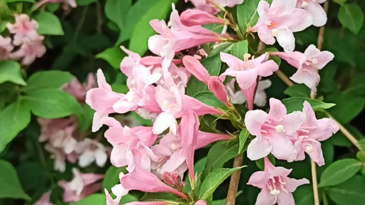 Blooming Weigela