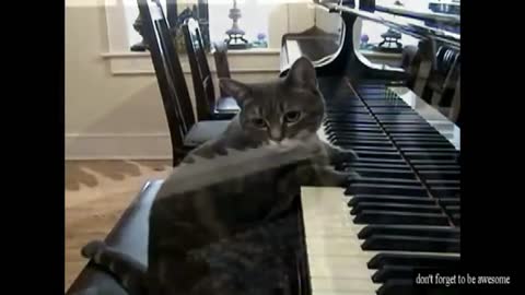 Cute Cat Video