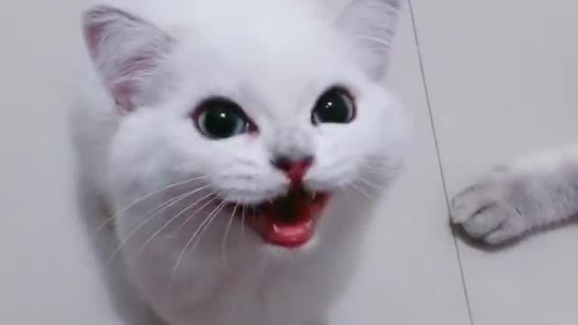 Cute Cats & Meowing Meow Kittens | Funny Meow Cat |