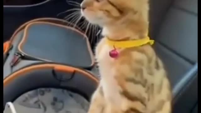 Funny Animals Compilation