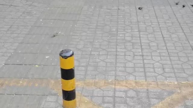 flock of birds by the road