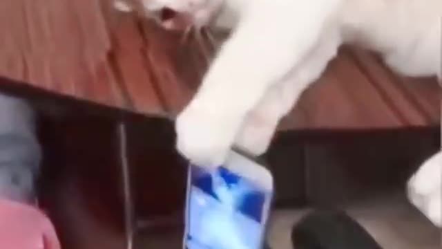 Cat-like reflexes catch the phone