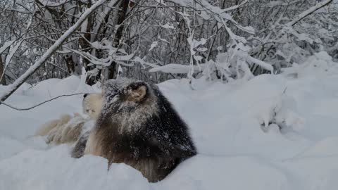 Dog Lying Down in the Snow