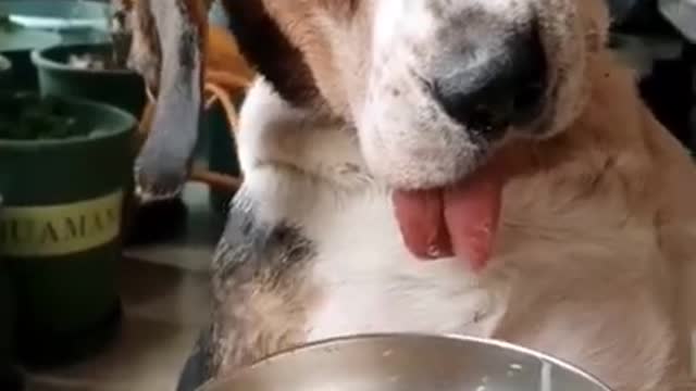 Funny dog video