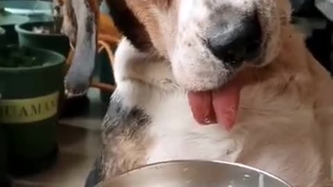 Funny dog video