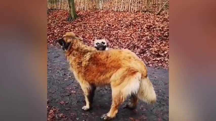 Adorable Puppy Loves Its Duck Buddy verry nice