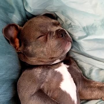 Sirius Q Sleeping.... Again