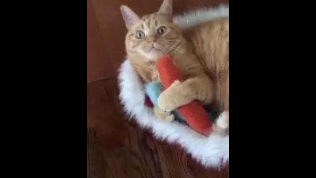 cat protecting toys