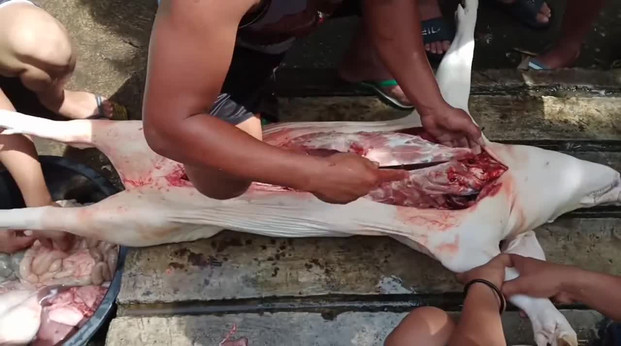 HOW TO COOK THE BEST LECHON IN THE PHILIPPINES!