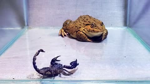 Amazing!! Asian Bullfrog With Big Black Scorpion! Warning Live Feeding_Cut.mp4