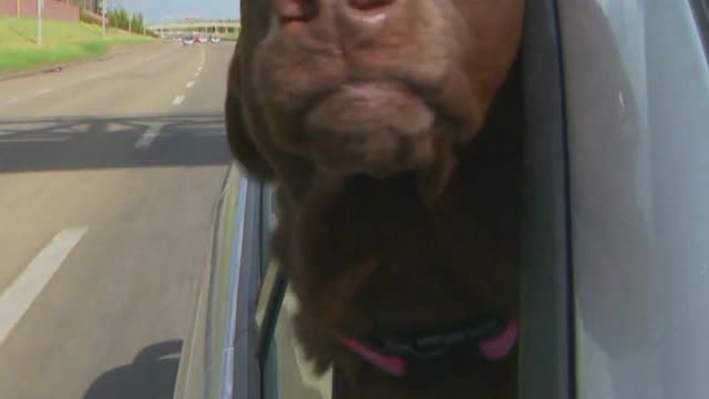 Funny Dog feels air outsight the car