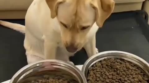 Intelligent dog part 1