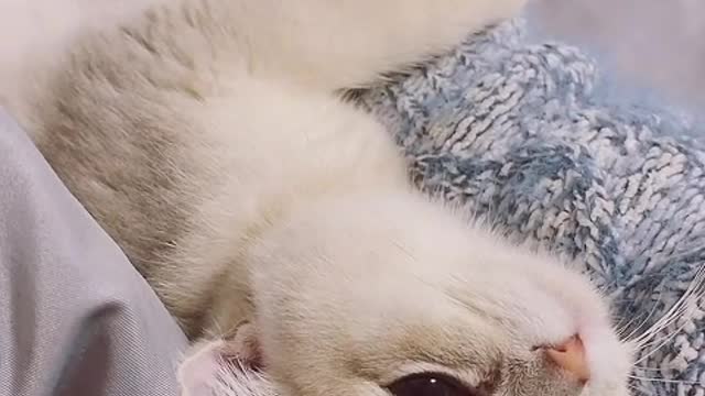 cat only provides itself