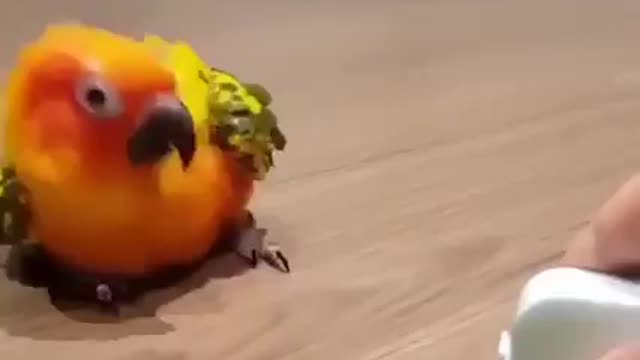 Very very cute bird 😍😍