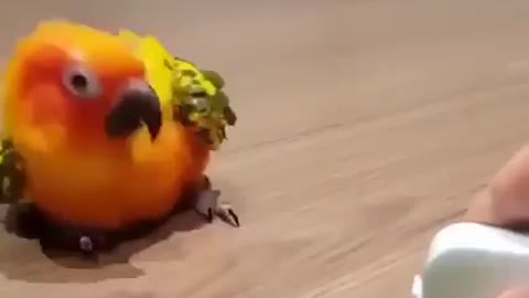 Very very cute bird 😍😍