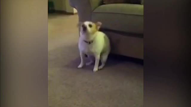 Cute dog dancing ~