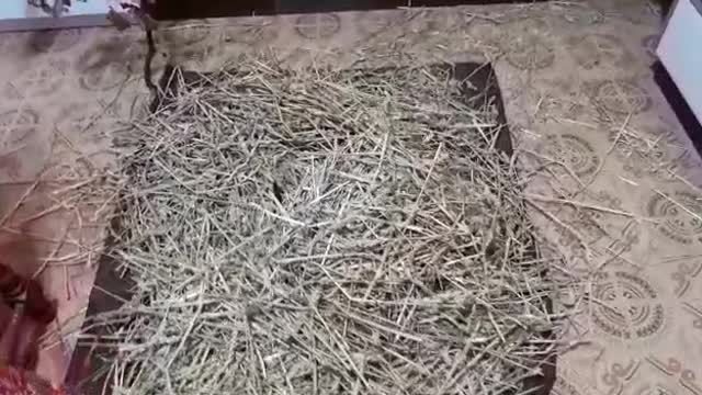 My cat plays in the Christmas hay. Watch the whole video, totally worth it in the end