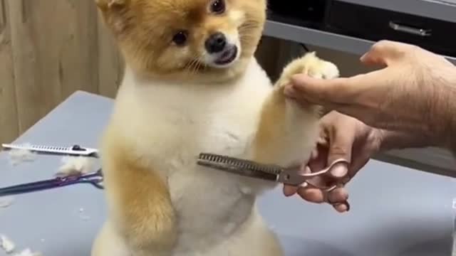 Doggie Pet Puppy Pomeranian Grooming Teddy Bear style - DAILY 🐶 ANIMALS 😻 SHORTS