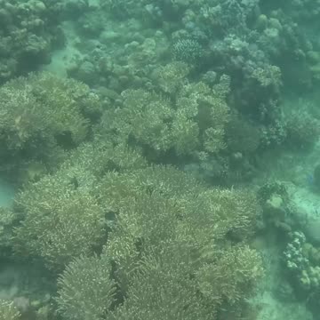 The Reef is Healing: Snorkeling through Nature's Comeback 🐠🌿🌊