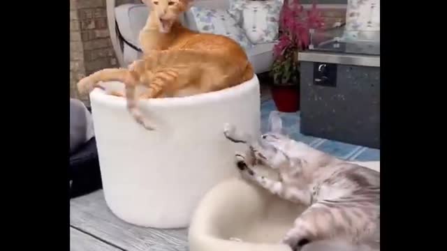 🤣 - Funny Animals Cats