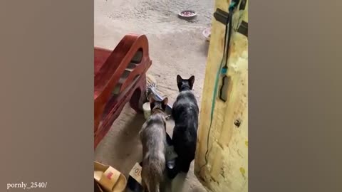 Funny Cats