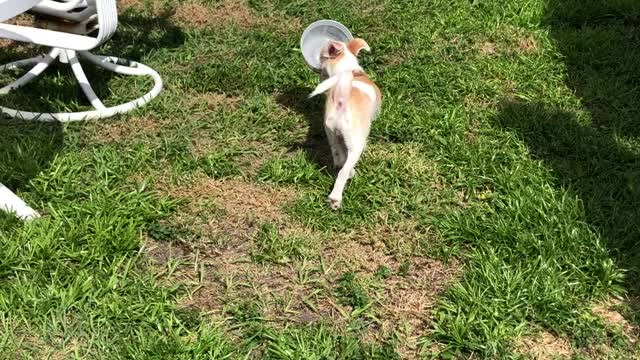 Pablo has dish obsession