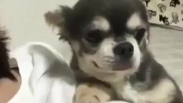 🤣 Awesome Funny Pet Animals Life Videos 😇