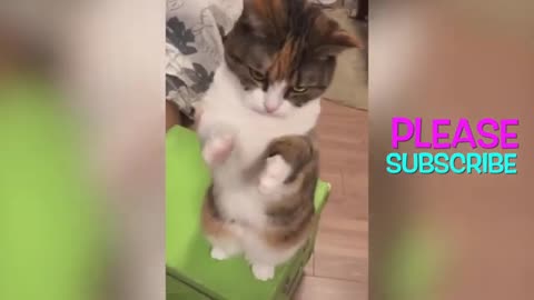 funny and cute cats compilation