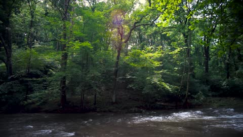 Rushing Deep Forest River Nature Ambience - 1hr Scenic Video