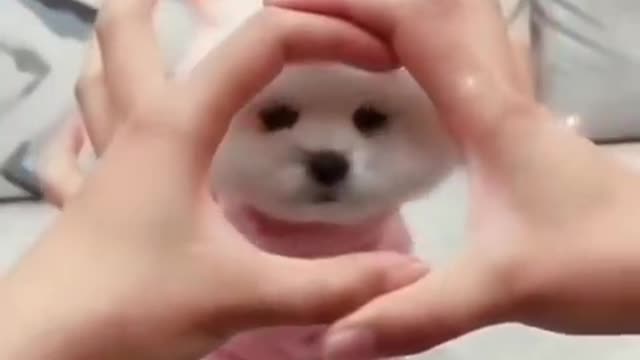 Cute Puppy wow ..👌