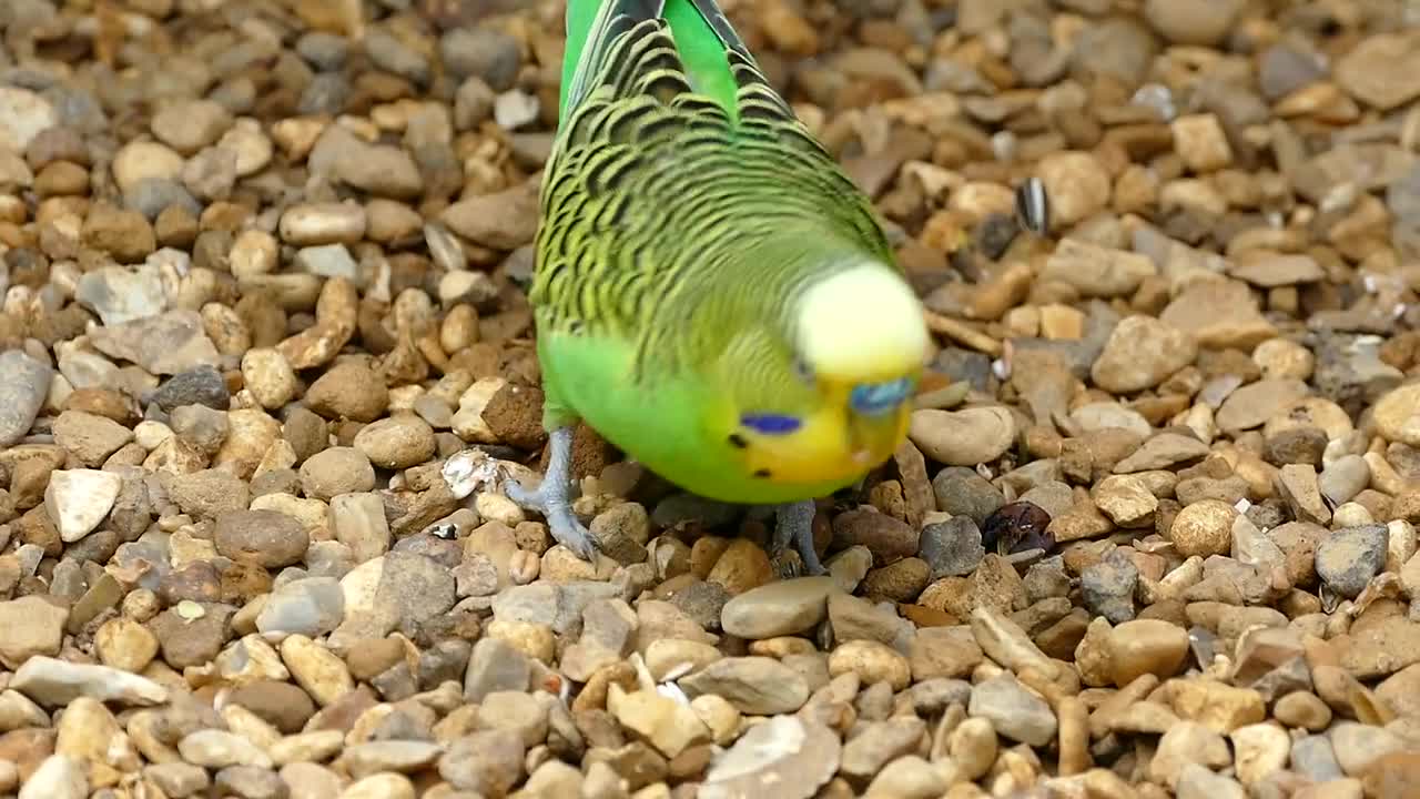 Budgerigar bird parrot