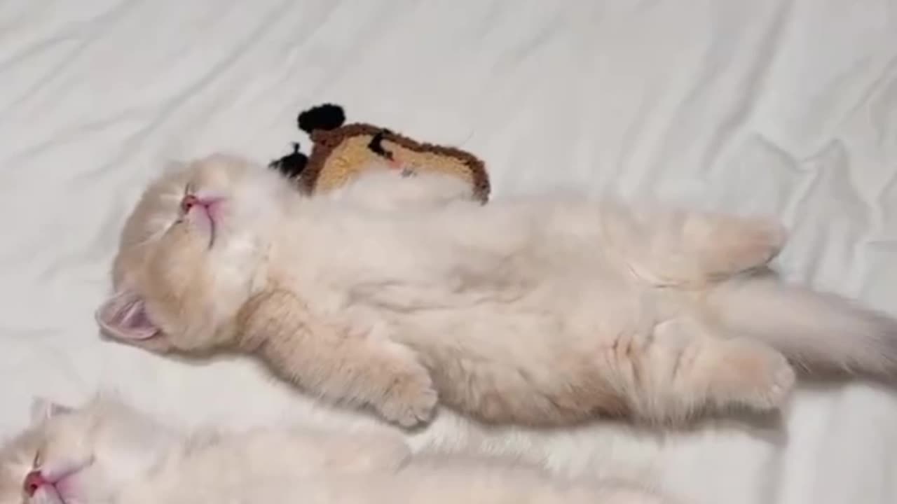 Cat funny video ❤️😁