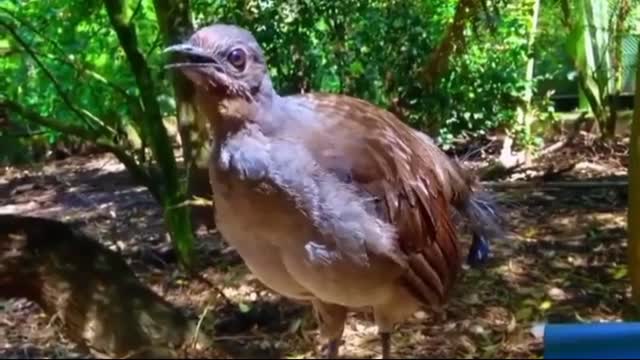 Strange bird sounds