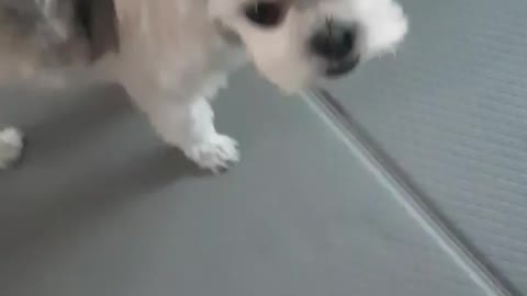 puppy wanting to play