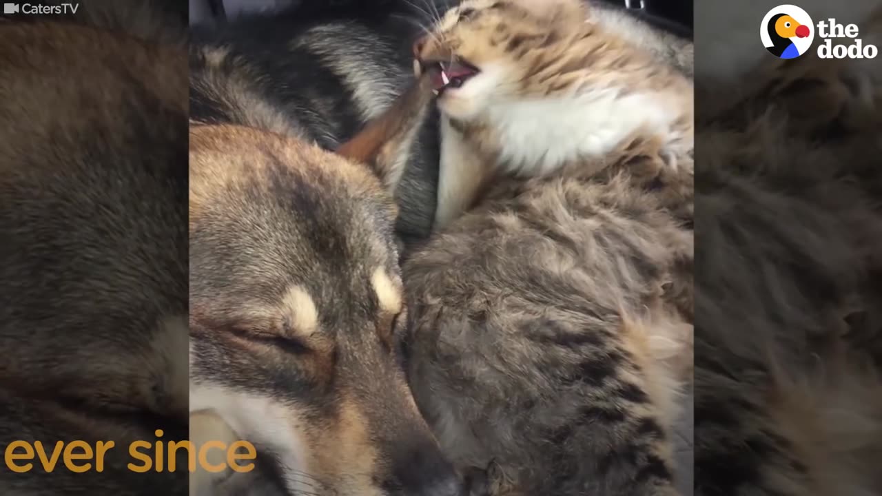 Cat And Dog Adopted Together Are BFFs