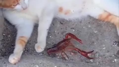 Funny Cat video