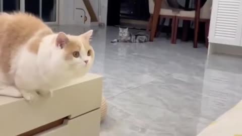 Funny Cats video