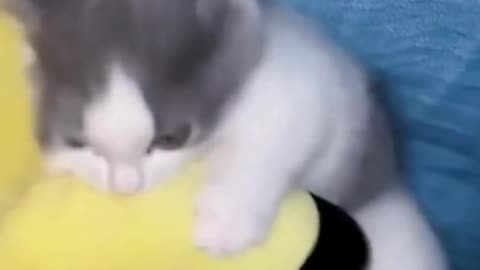 "Funny Cats: The Funniest Feline Moments!
