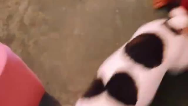 Cão em fuga com o celular
