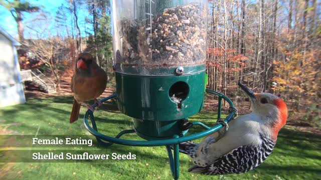 Red-bellied Woodpecker Identify Female vs. Male