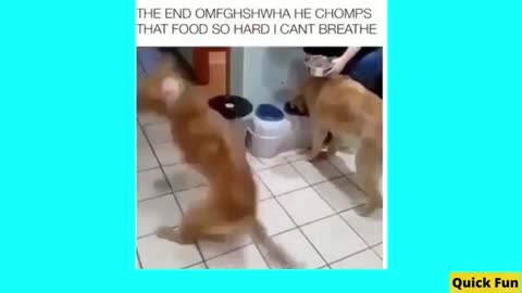 Dogs and Cats, Baby Pets Funny Videos