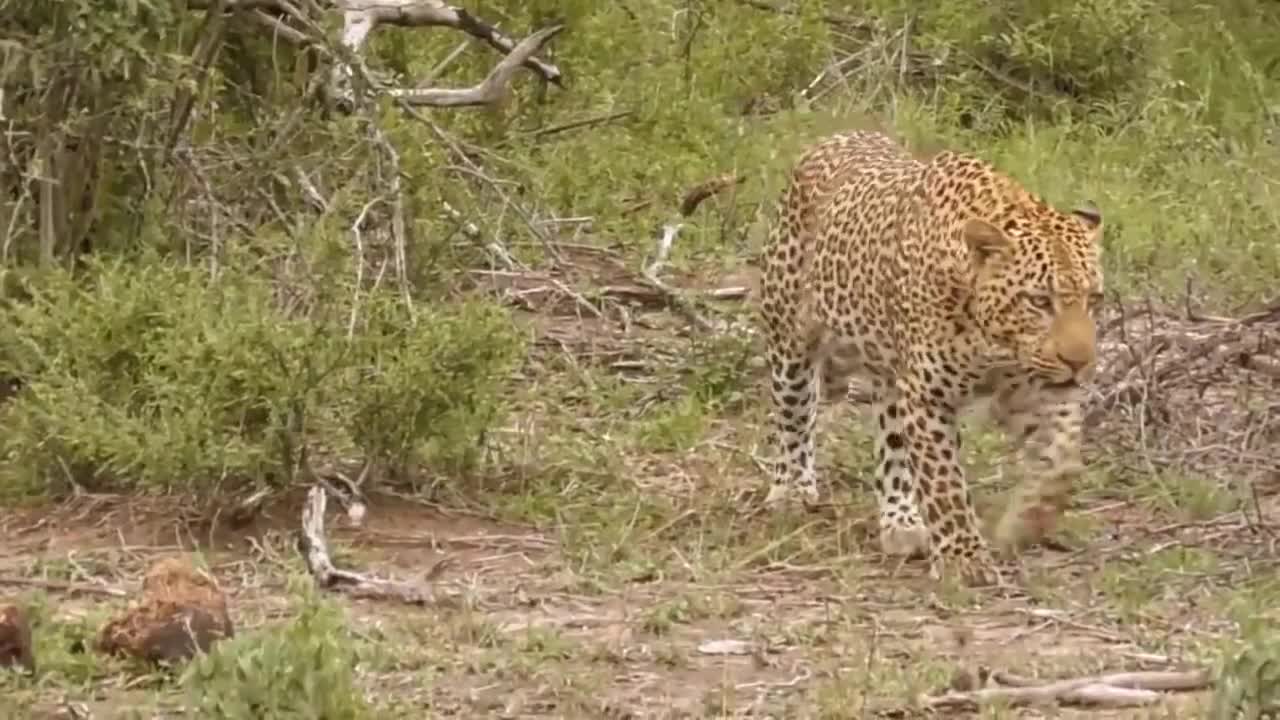 Leopard vs Monitor Lizard Real Fight _ Hungry Leopard Hunt Lizard But Fail _ Most Amazing Attack