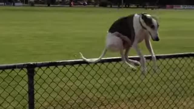 Hindi dog jogging playing