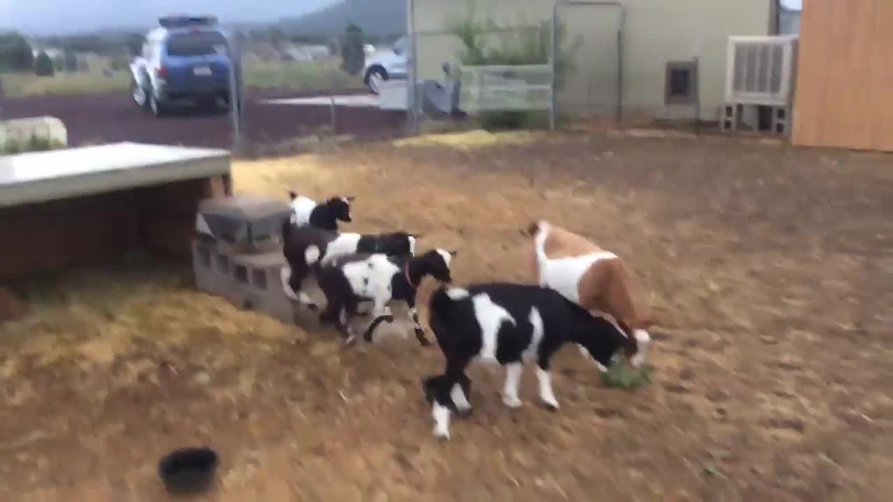 Goats Faint At The Sight Of Opening Umbrella