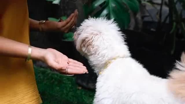 Cute dog - The dog's reaction to the baby for the first time is super fun