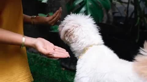 Cute dog - The dog's reaction to the baby for the first time is super fun