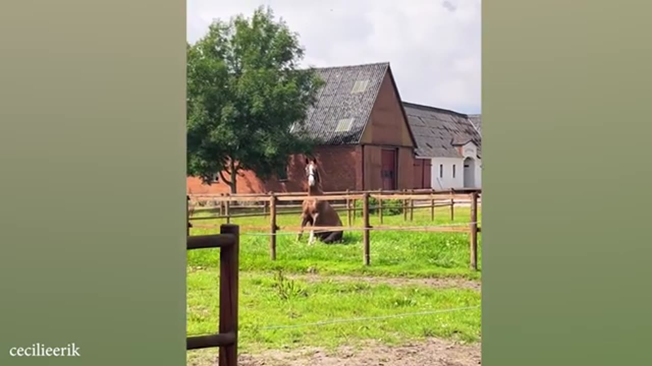 Donkey goes yeehaw